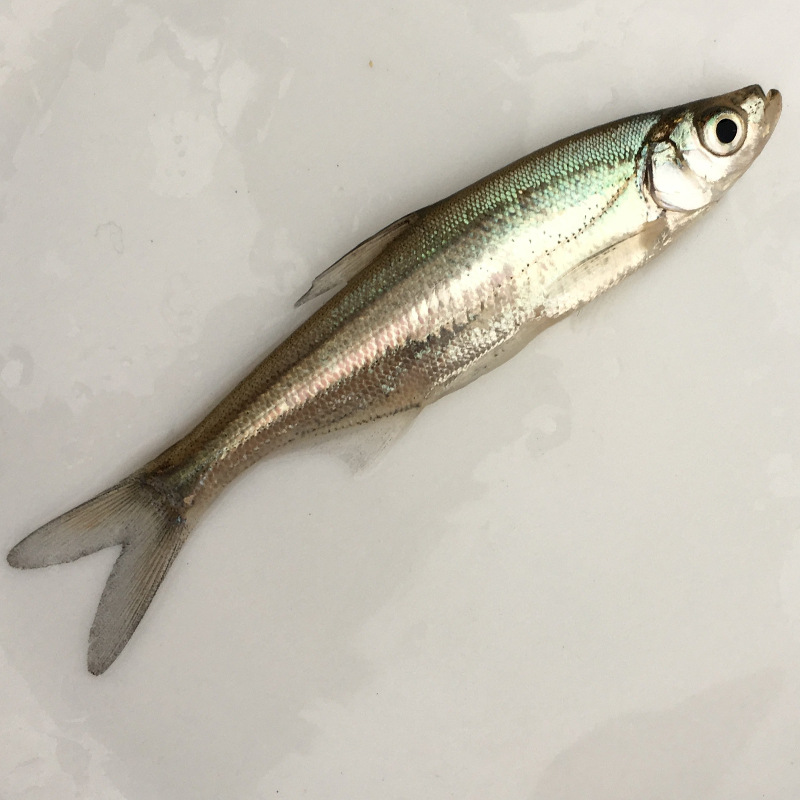 太湖白鱼苗淡水鱼苗活体优良白丝鱼苗大白刁苗翘嘴鱼翘嘴红鲌白条