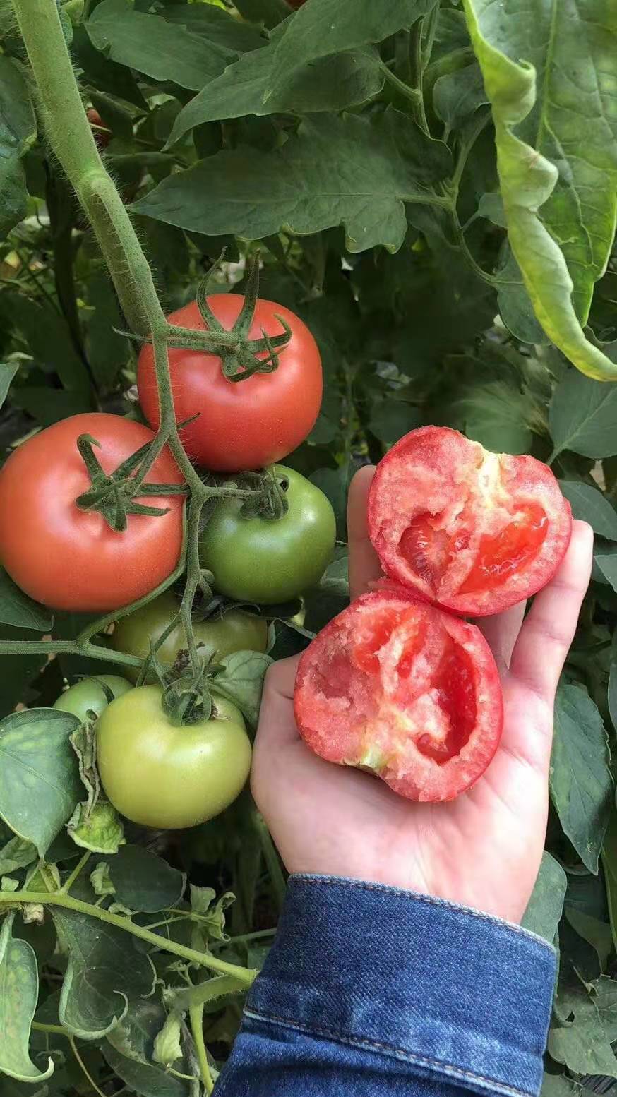 现摘现发烟台普罗旺斯西红柿沙瓤水果柿子番茄一件代发包邮