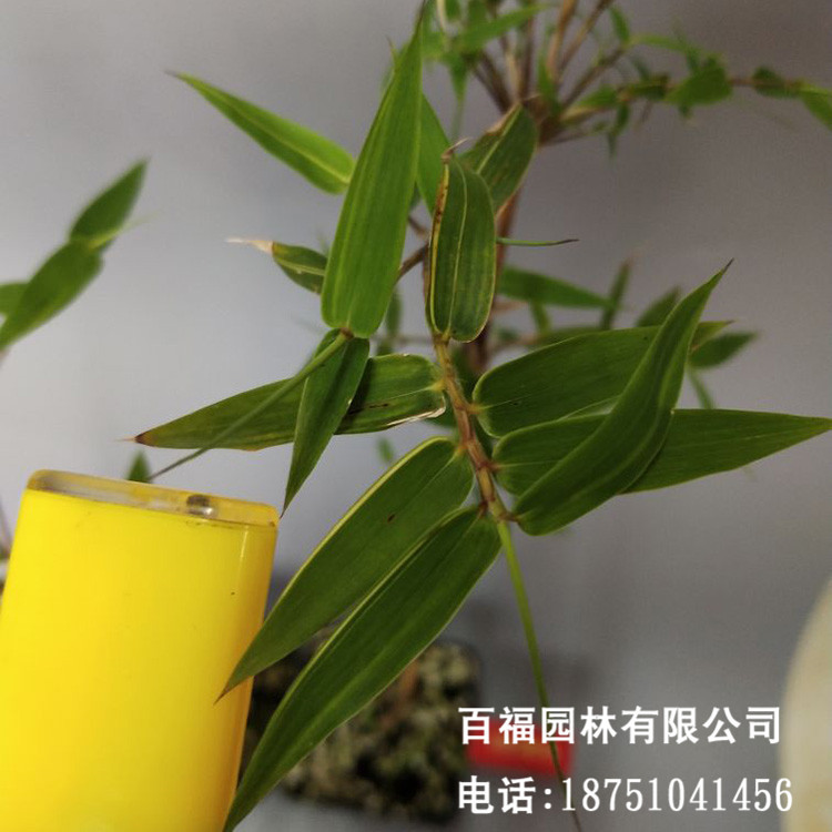 竹园批发红竹红运竹红寒竹红色竹子苗庭院阳台室内绿植竹盆