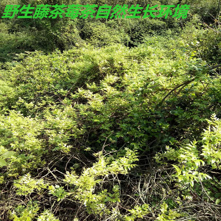 0成交7540斤产地批发藤茶莓茶农家手工炒制谷雨芽茶批发  雨前茶叶