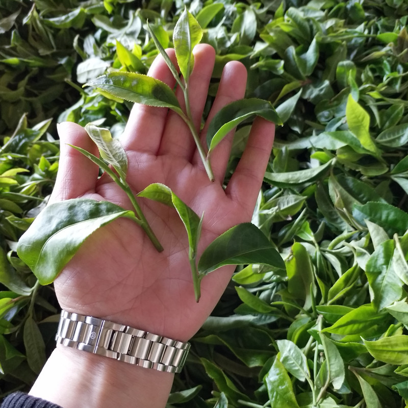 海量高清云南茶古树茶图片大全 - 阿里巴巴