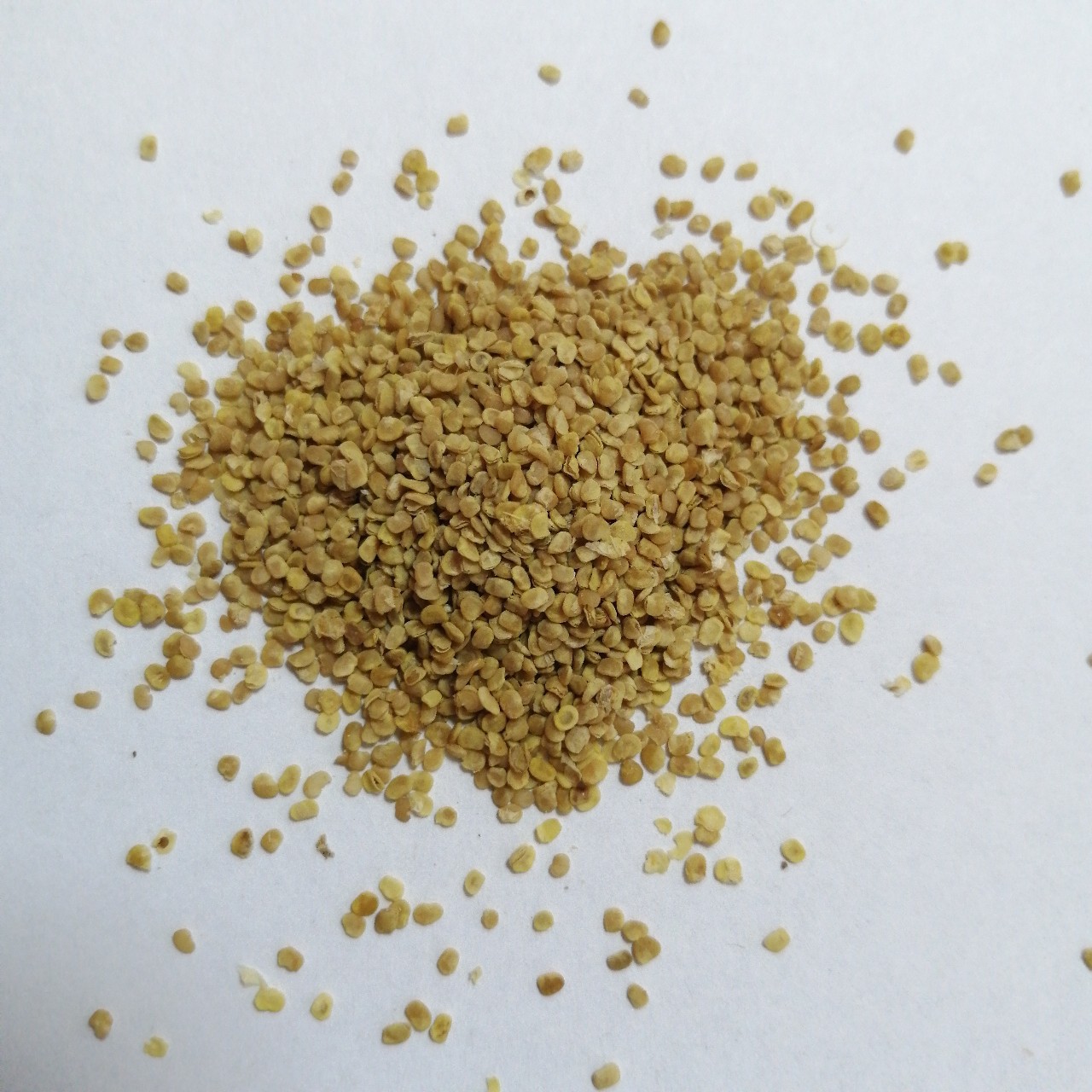 宁夏枸杞种籽宁夏枸杞子种植枸杞籽工业提取物苟杞种子宁夏枸杞籽