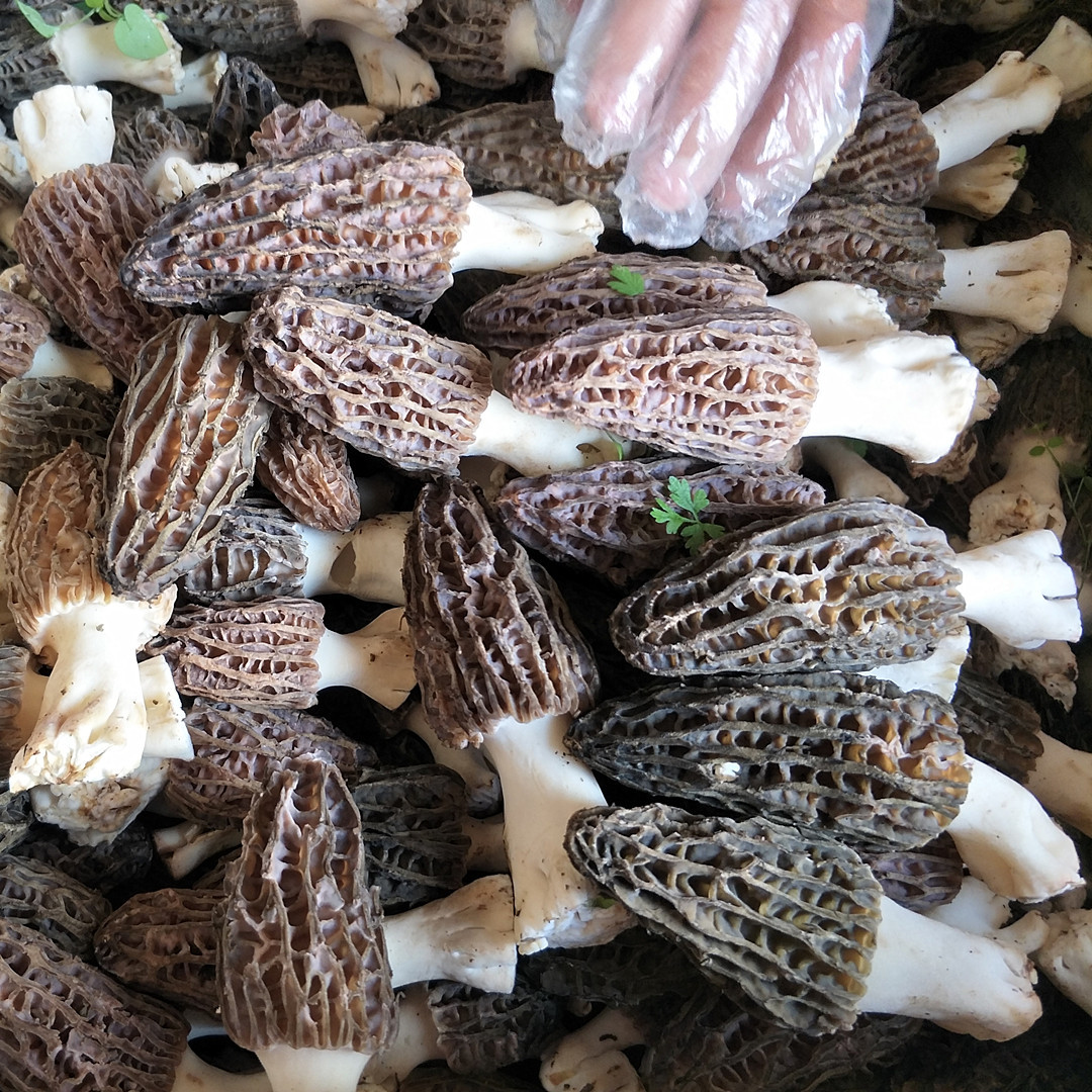现货新鲜羊肚菌2斤 云南特产农产品羊肚菌人工食用菌-阿里巴巴