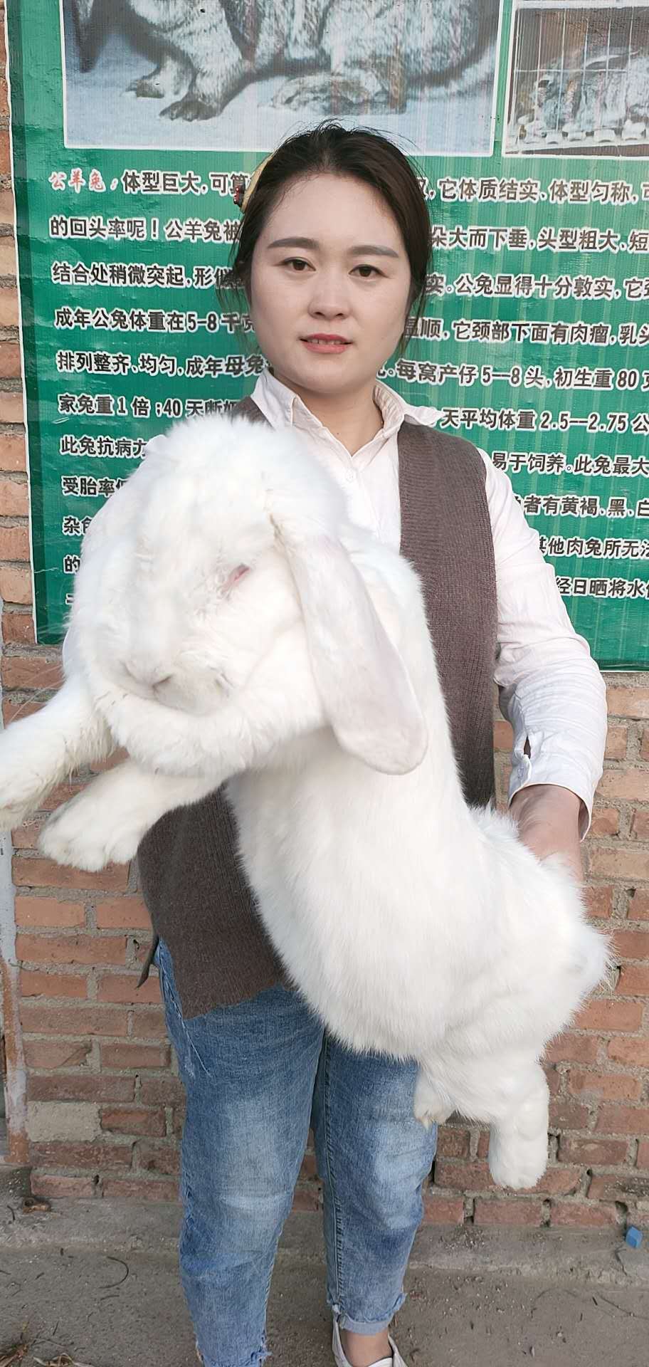 【兔子视频】-兔子视频厂家,品牌,图片,热帖-阿里巴巴