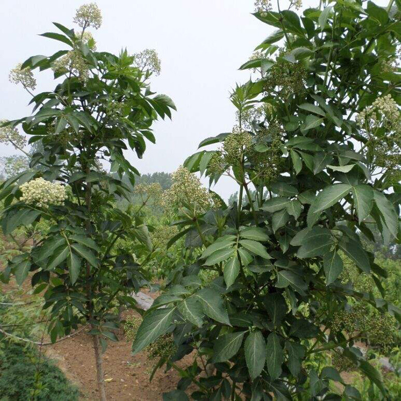 接骨木种子 公道老 扦扦活 马尿骚 大接骨丹 续骨树种子