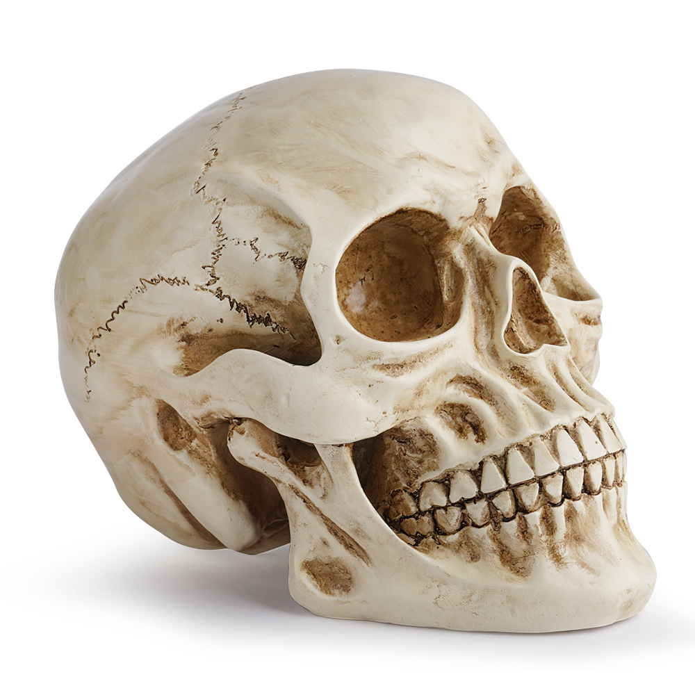 树脂工艺品骷颅头模型教学用品骷髅头动物头骨万圣节道具化装舞会