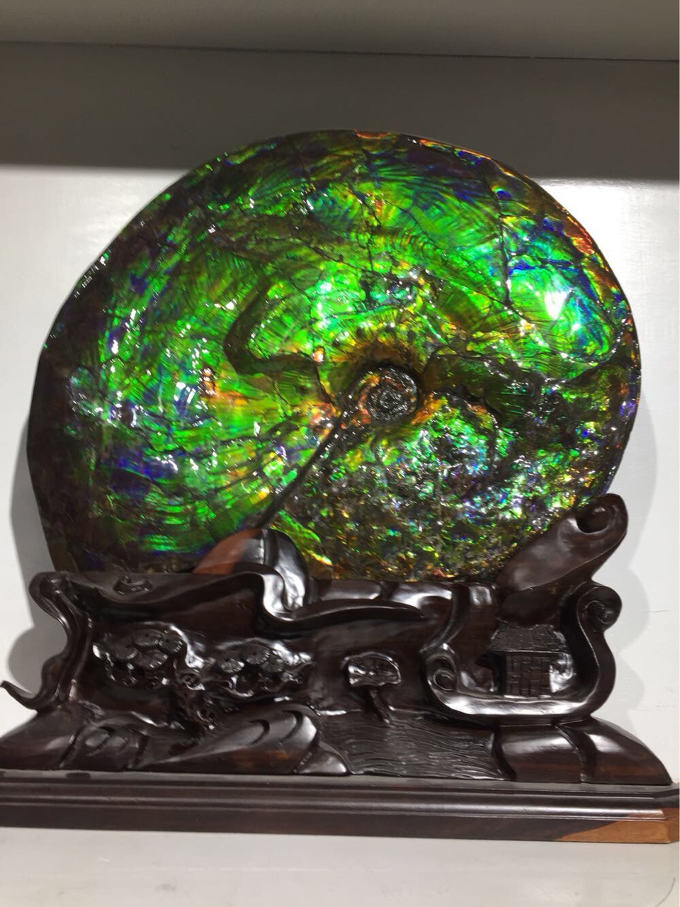 加拿大斑彩螺化石斑彩石古动物化石古生物化石收藏观赏石