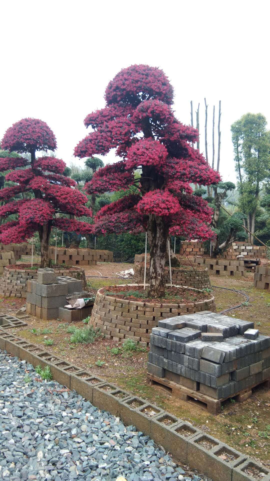 产家供应造型红花继木桩 批发红花继木 庭院花卉绿化红继木桩