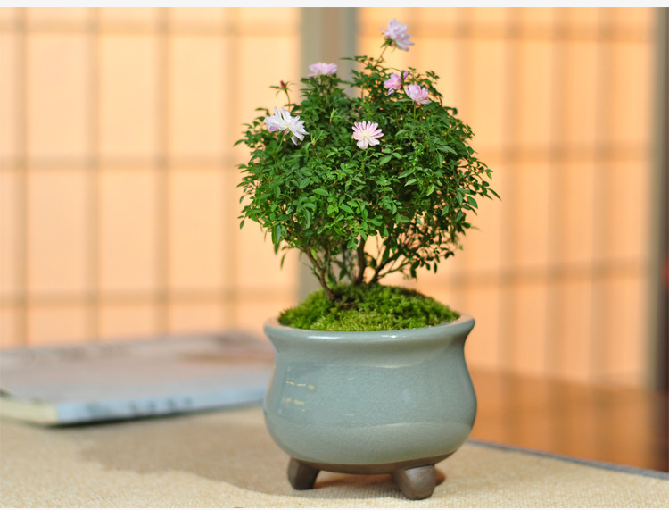 姬月季姬乙女姬蔷薇迷你微盆景室内阳台桌面四季花开盆栽花卉