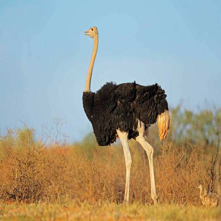 出售鸵鸟苗包邮 供应观赏大鸵鸟 特种珍禽送货-阿里巴巴