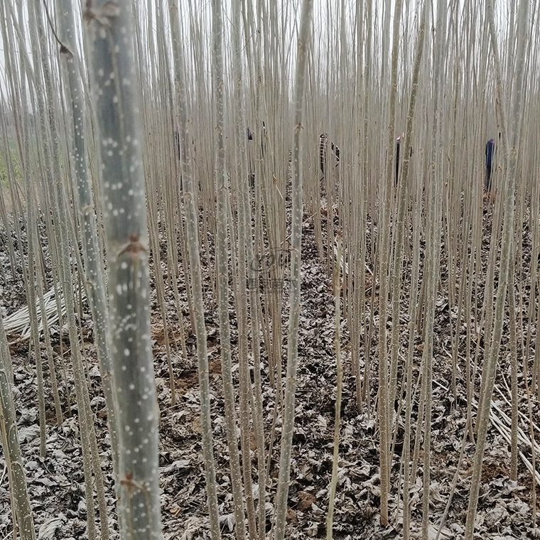 河南杨树苗基地 无飞絮白杨树苗批发 供应108速生杨树苗