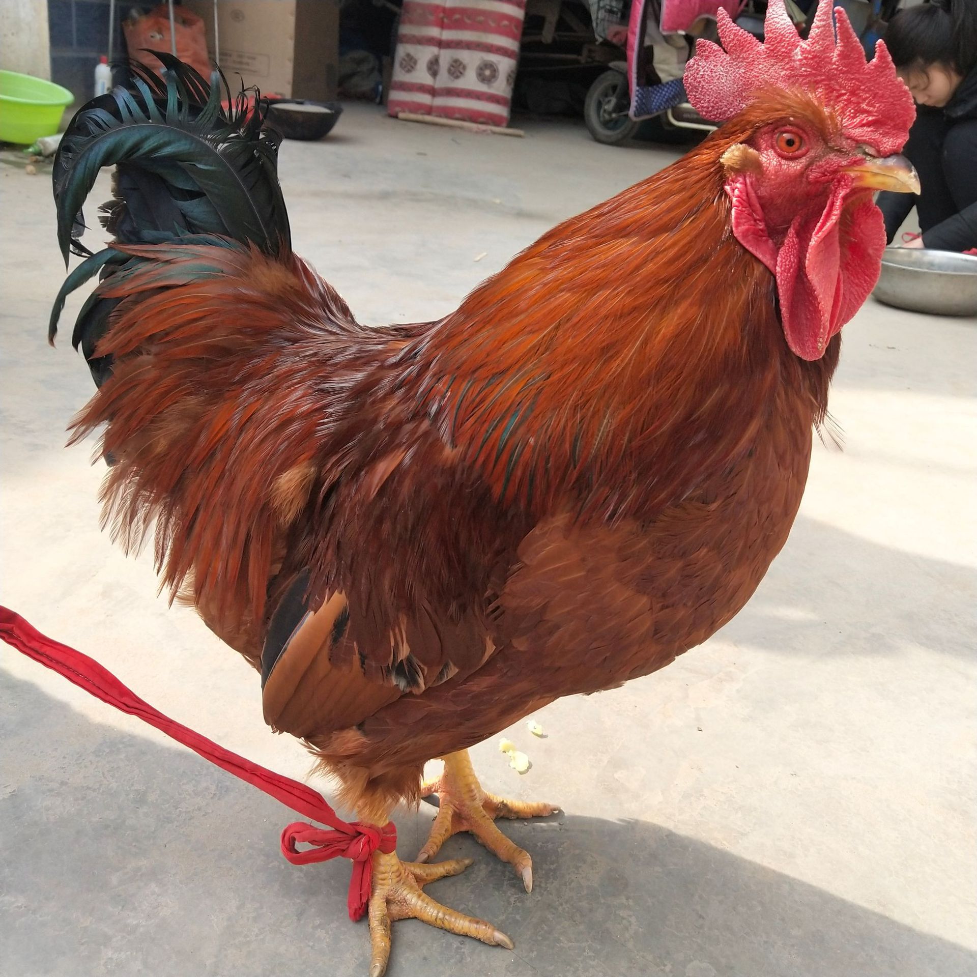 务川 批发红玉公鸡苗 脱温鸡苗 大红公鸡小鸡仔 多少钱一只