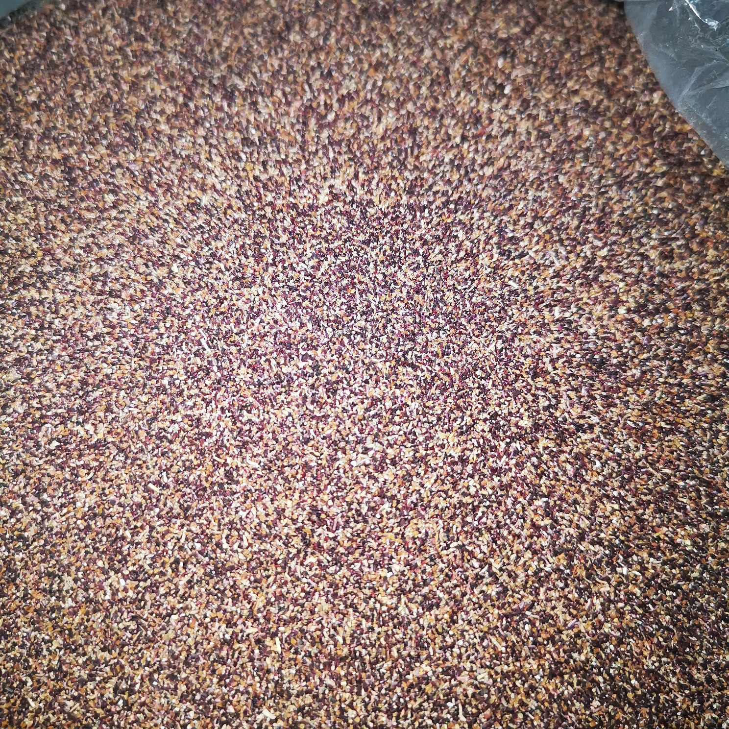 供应自产自销柽柳种子 当年产新红柳籽种