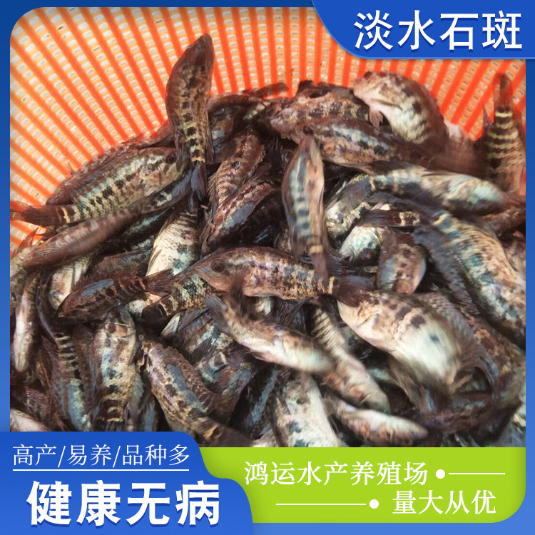 8万件石斑鱼石斑鱼苗珍珠龙胆鱼苗青斑苗龙趸鱼苗海水鱼苗老鼠斑苗