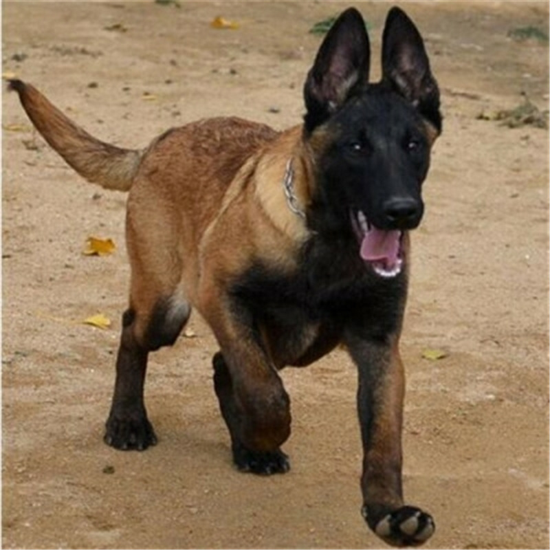 犬舍直销比利时马犬活体幼犬工作犬看家护幼犬活物高动力护卫马犬