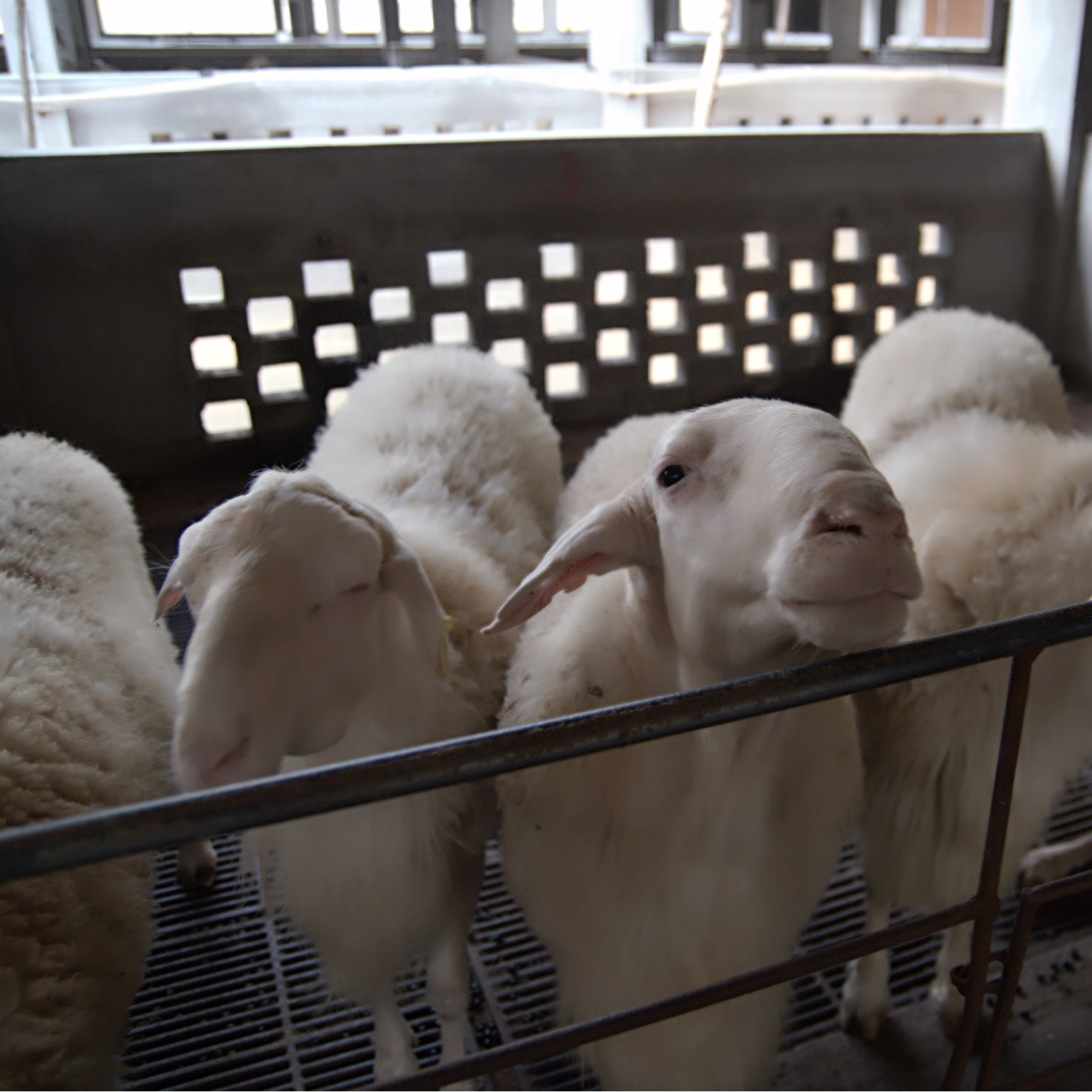 浙江湖羊原种场种母羊