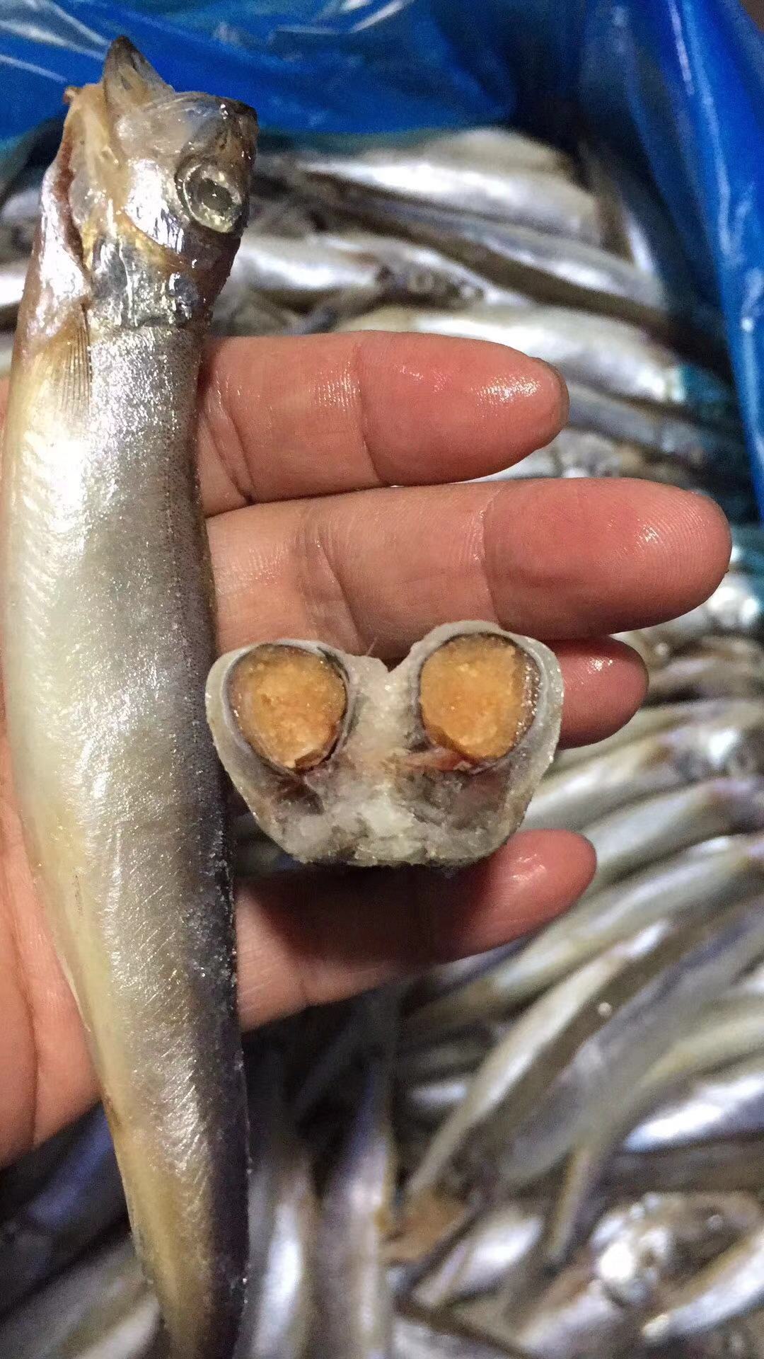 20斤多春鱼新鲜满籽冷冻多籽深海鱼海鲜烧烤江浙沪皖整箱包邮