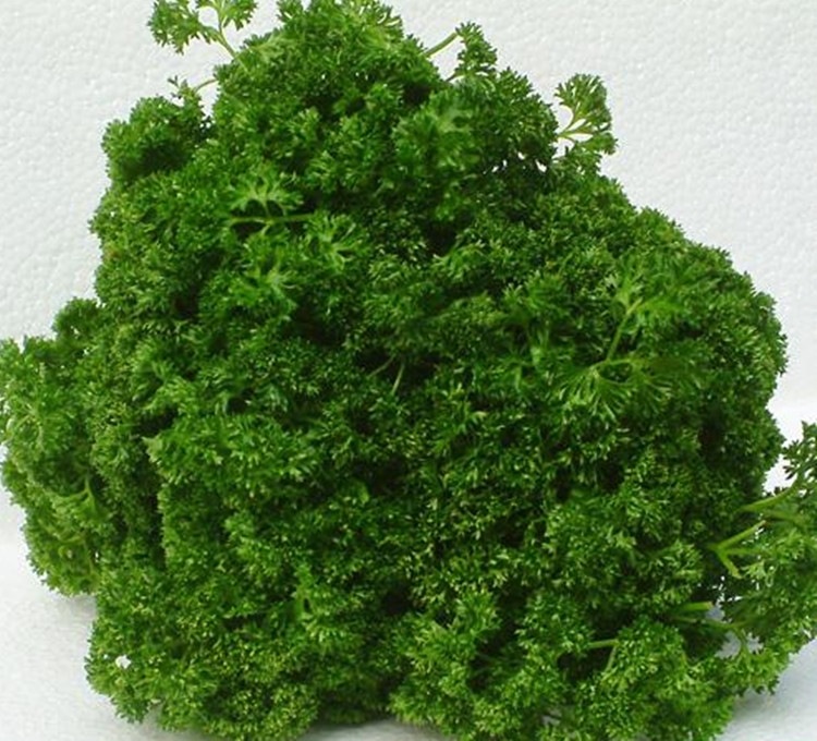 0新鲜蔬菜香菜 洋芫荽 荷兰芹 旱芹菜 番荽摆盘净重250g