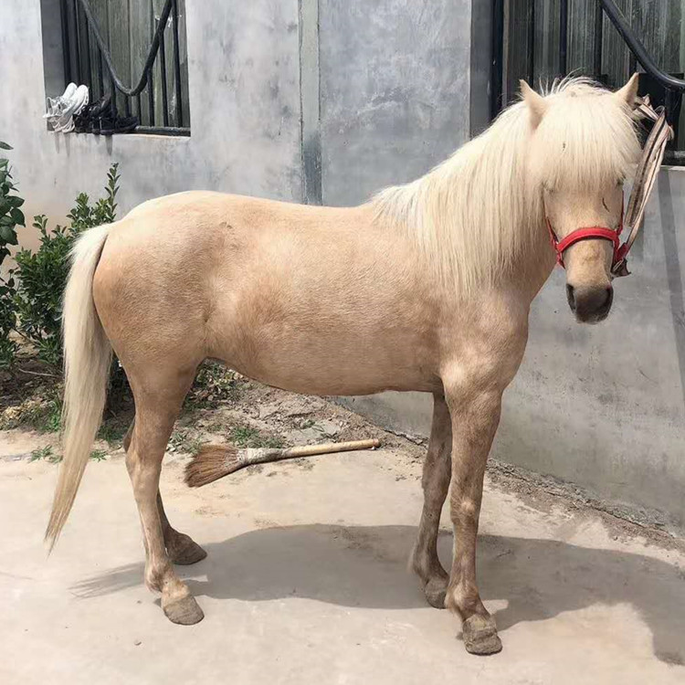 国产小矮马价格 云南周边有正规德保矮马养殖场吗