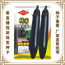韩园黑长茄F1 冯子龙种子业厂家直售批零大田基地大棚菜园阳台籽