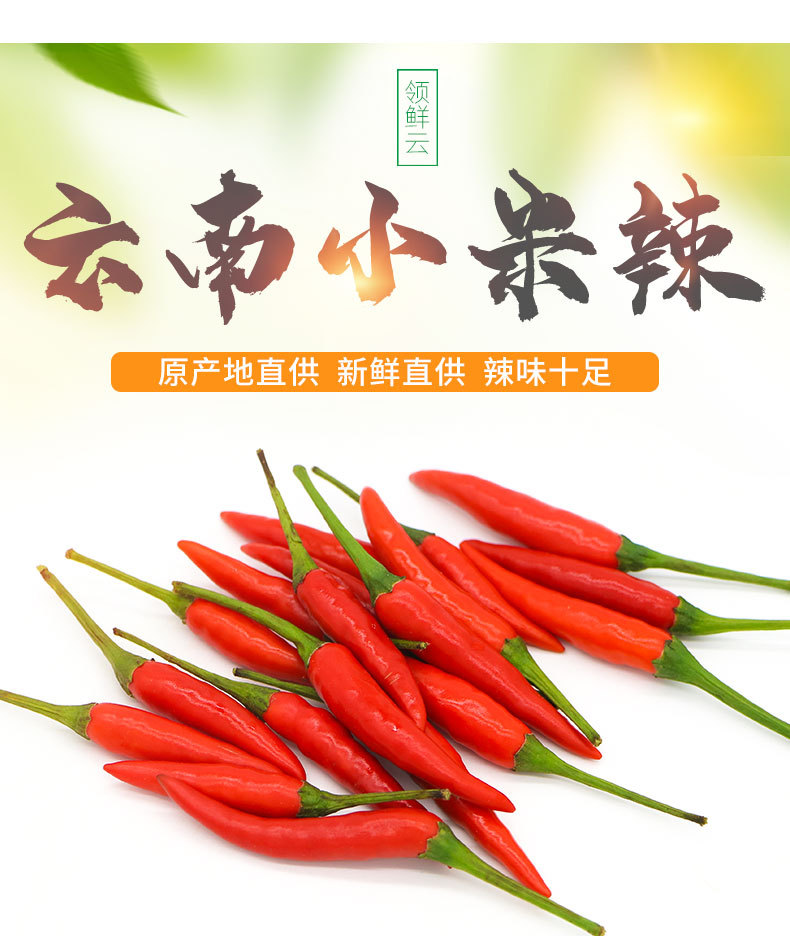 热卖 云南小米辣新鲜辣椒农家自种朝天辣红辣椒500g装可批发代发