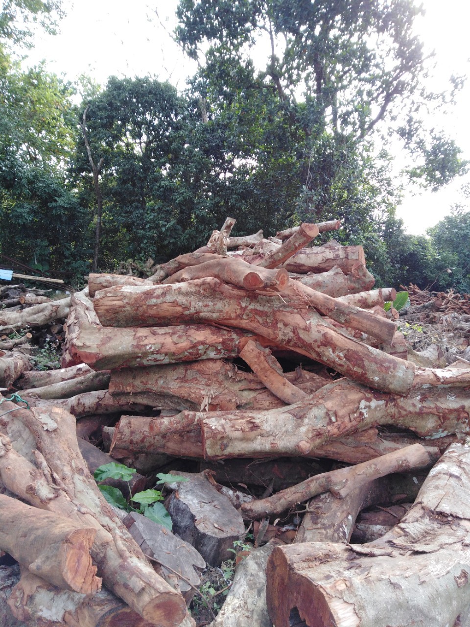【荔枝木】-荔枝木厂家,品牌,图片,热帖-阿里巴巴