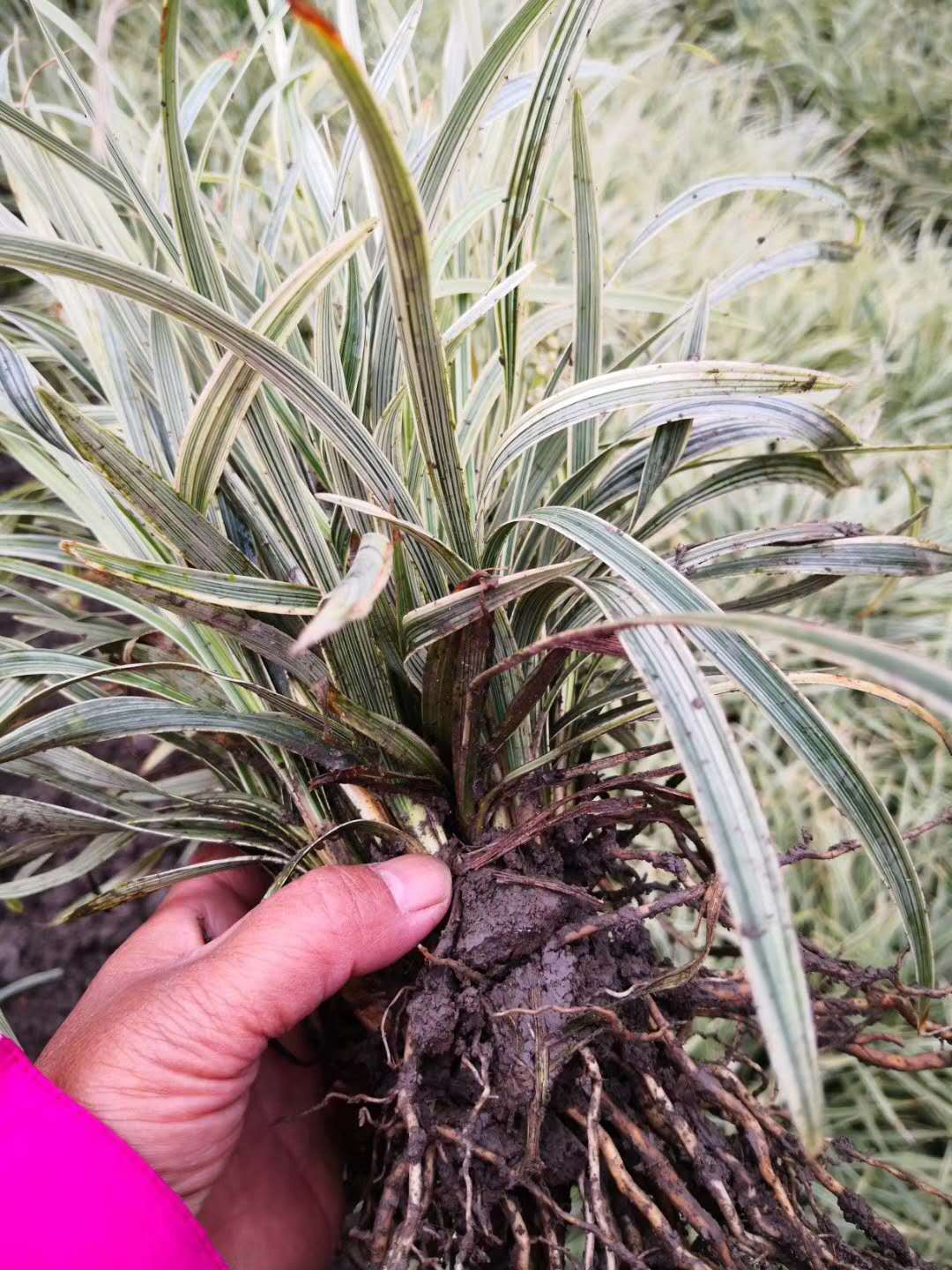 银边沿阶草 四川沿阶草 成都灌木 银丝草 沿阶草批发