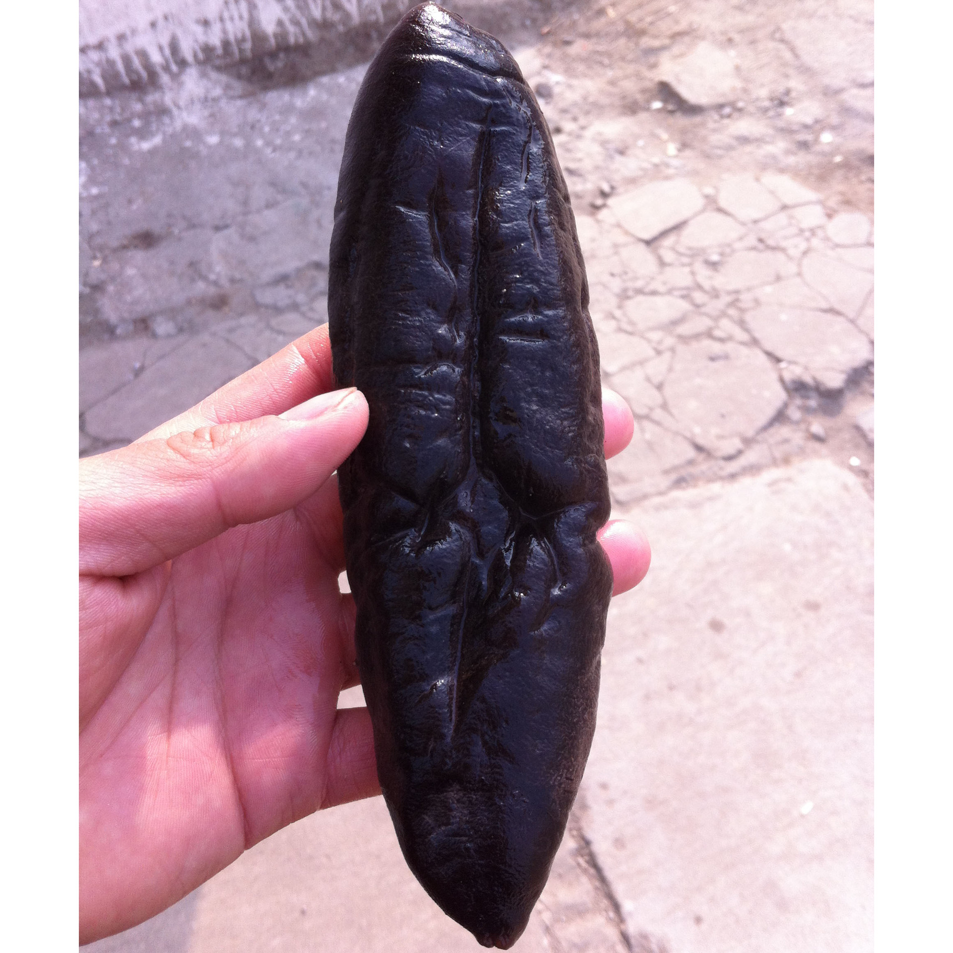 水发茄参 海茄参 乌参 表皮光滑 肉质厚 口感爽滑 个头大