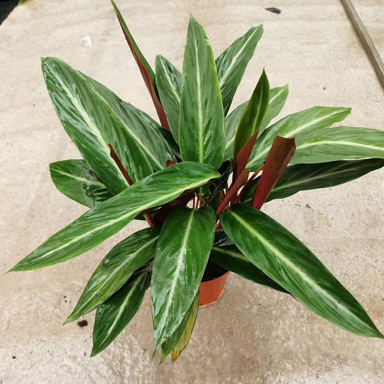 基地直销卧花竹芋盆栽室内外观叶植物去甲醛净化空气绿植四季常青