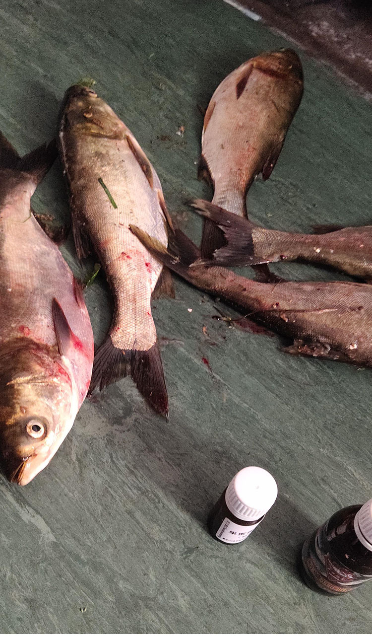 鲢鳙狂口诱钓鱼小药野钓花白鲢鱼饵料诱食剂大包头鱼窝料配方用品