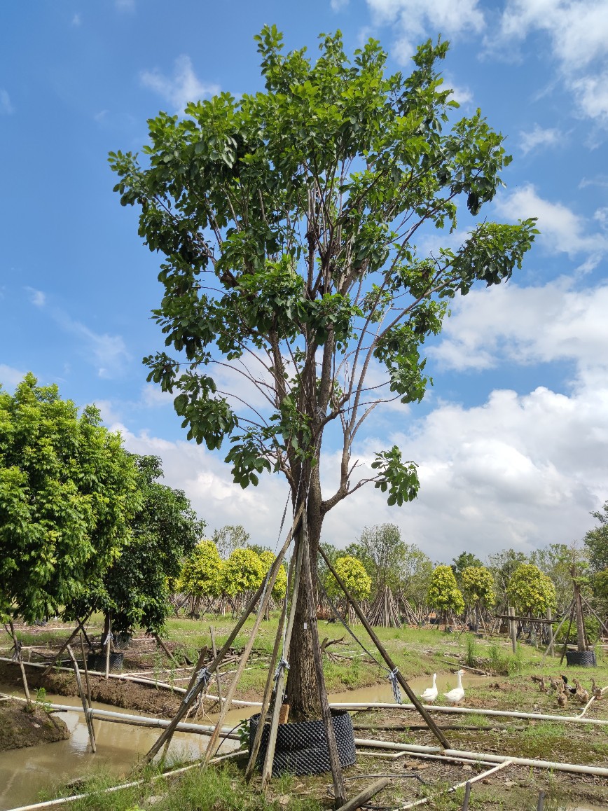 209供应洋红风铃木2540cm大树红花风铃木开粉红色大乔木