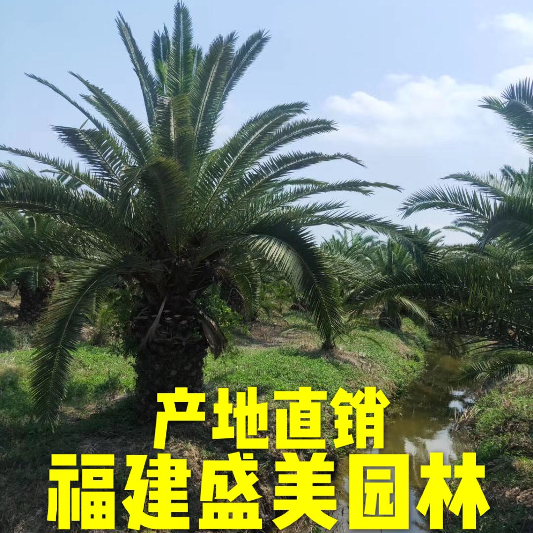 福建加拿利海枣基地 四川加拿利海枣批发 湖南加拿