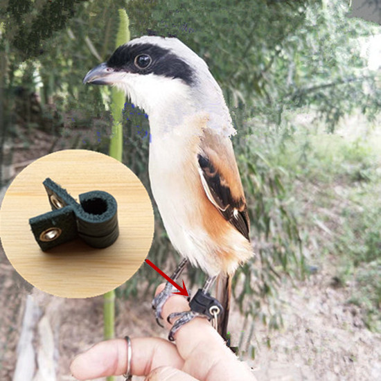 伯劳脚链脚环/皮脚套/鸟用脚链脚绊子护腿站架训鸟用品鸟具鸟链子