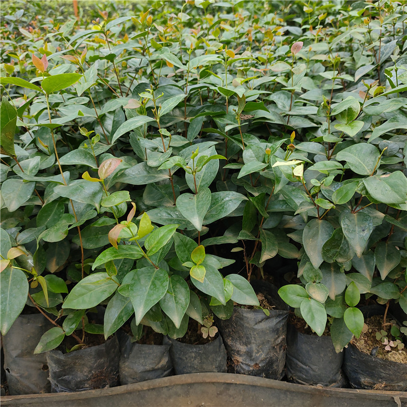 苗圃批发巴西红果仔苗 黄果子红醋栗红灯笼新品种庭院盆栽果树苗