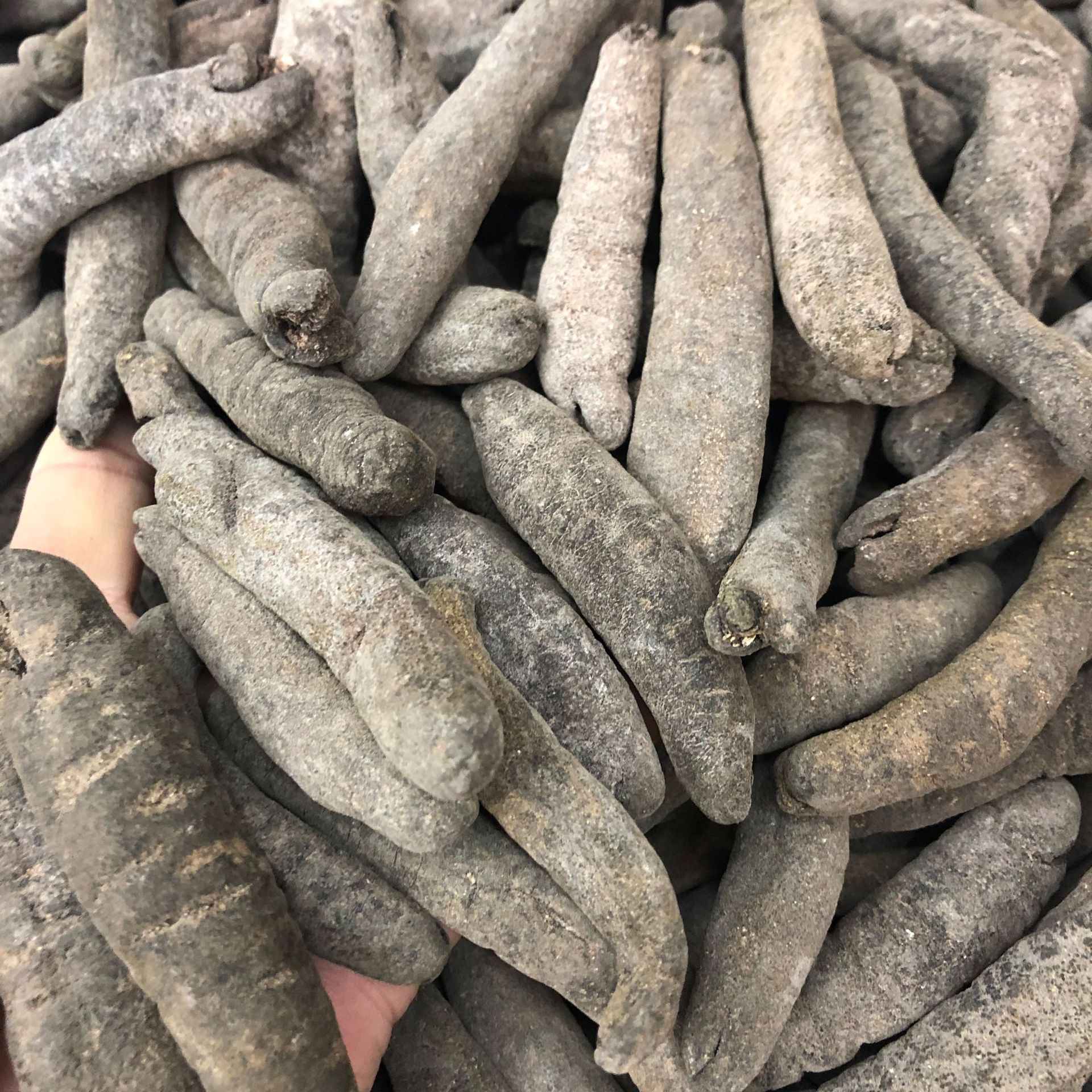 批发渠道深海天然野生海参 黑乌参 乌参 乌条参 水发专用海参干贷