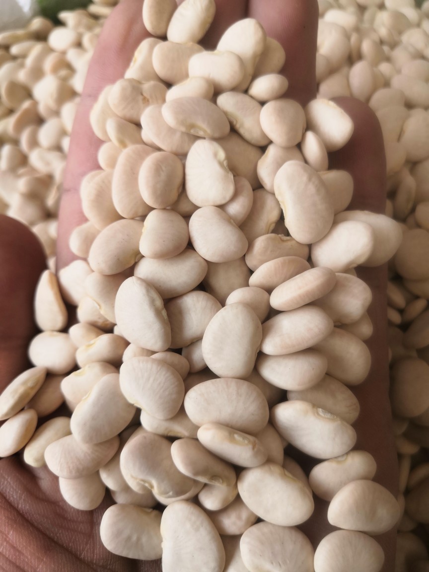 白凤豆白刀豆大白豆新货流沙馅料豆沙馅原料杂粮25kg