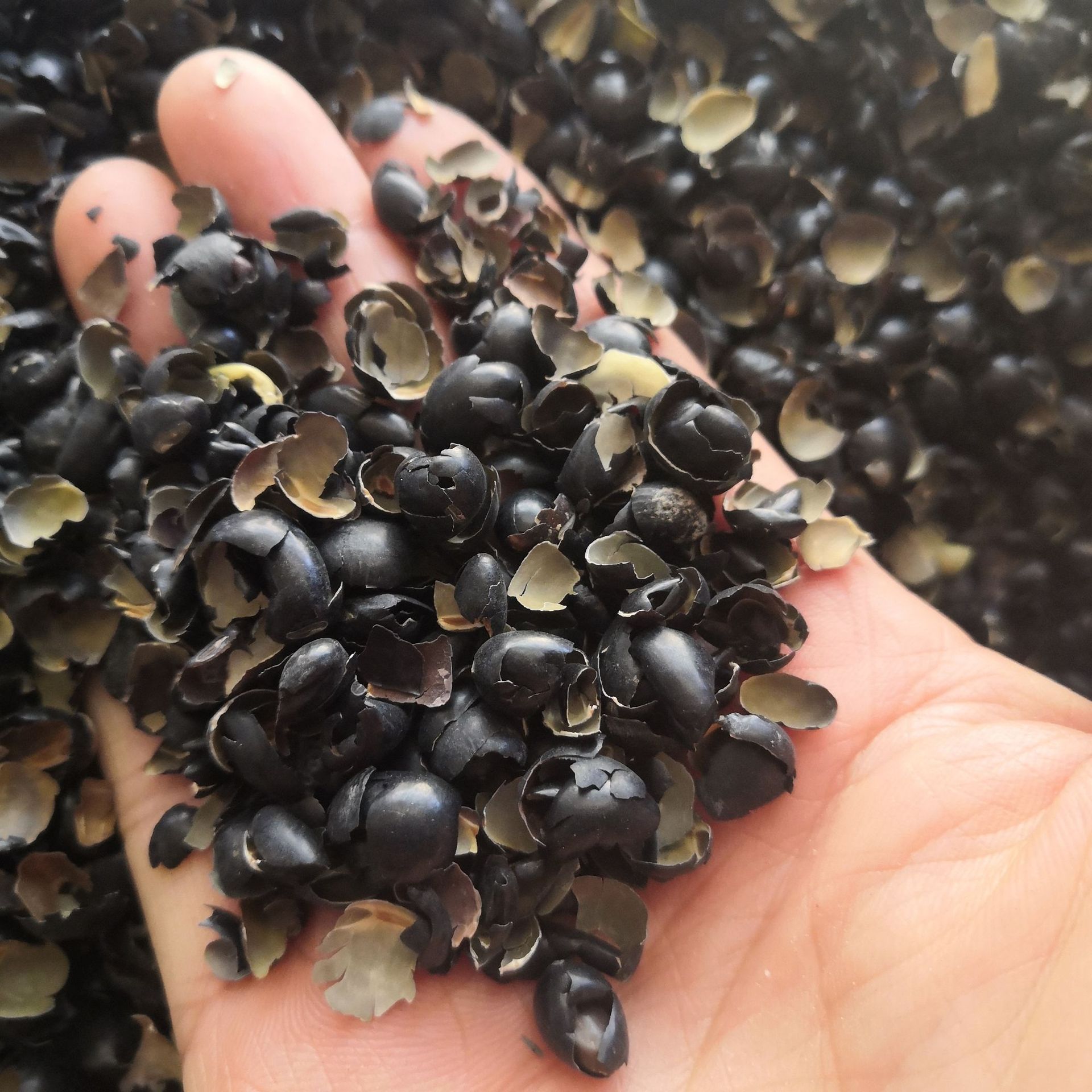中药材黑豆衣 黑豆皮 黑豆壳 乌豆衣 穞豆皮枕头 实物拍摄