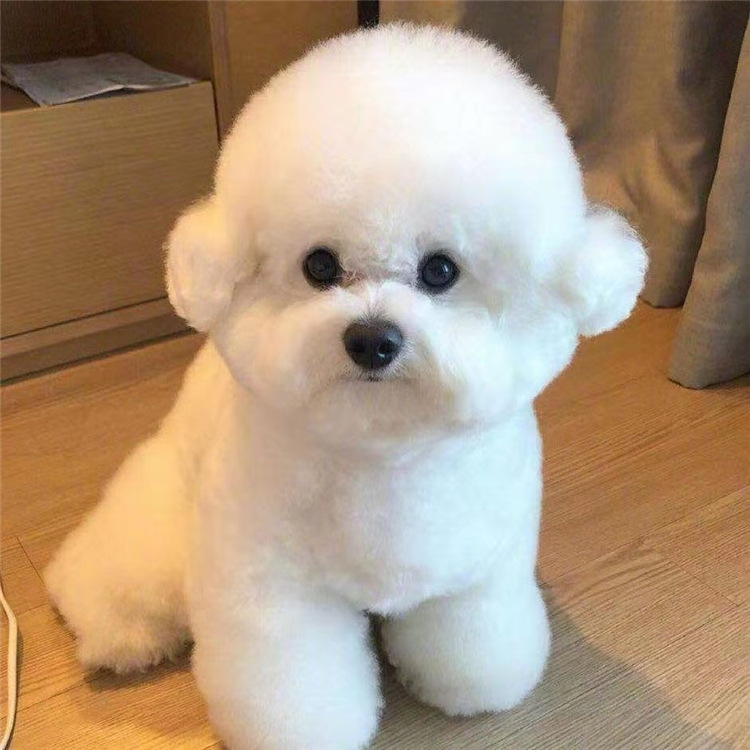 0成交0条相似艾尔瑞宠物拉毛针梳狗狗开结梳小型长毛犬美容梳泰迪比熊