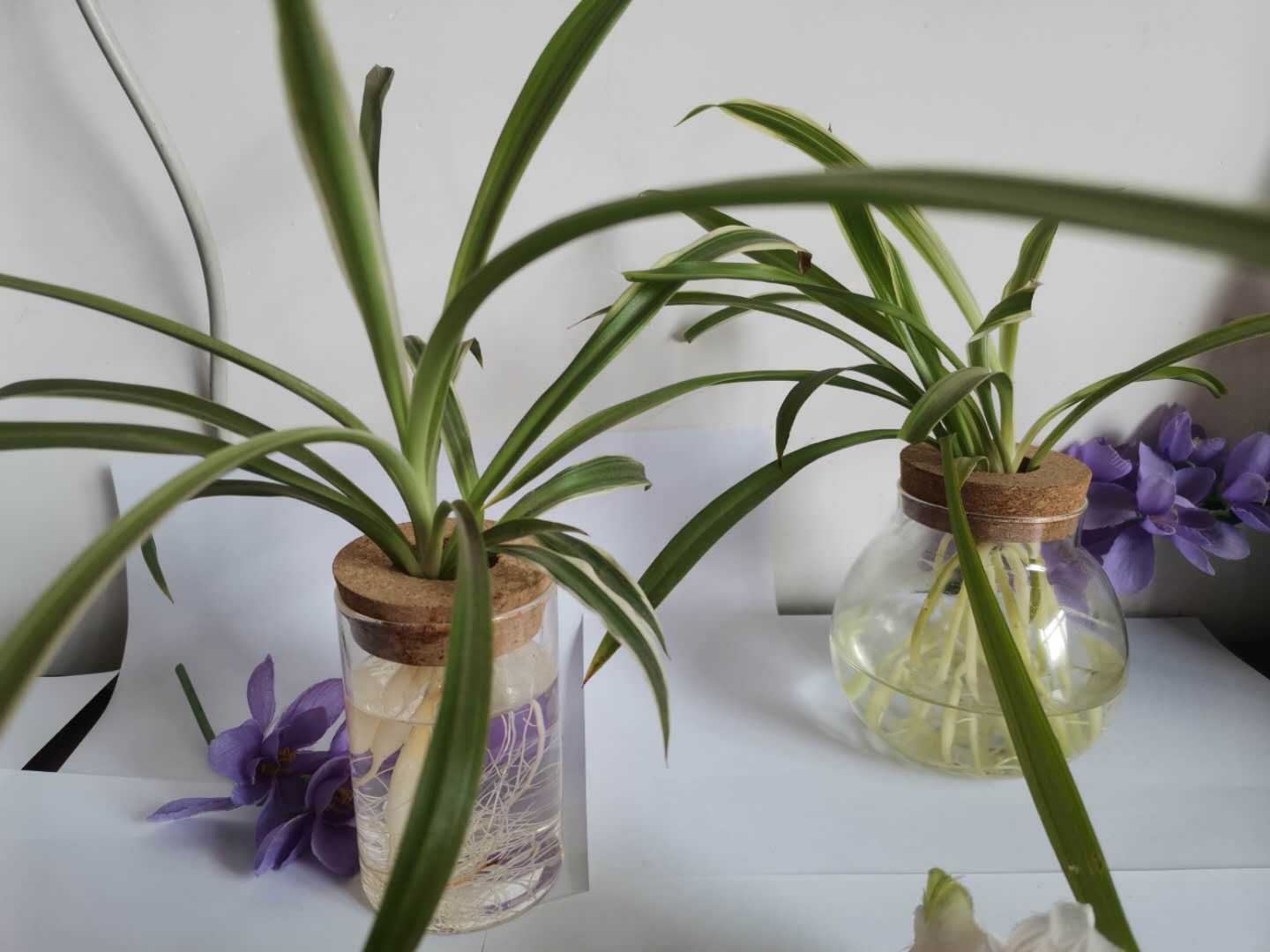 创意水培植物花瓶透明百合花皿微景观鲜花花器家用客厅摆件