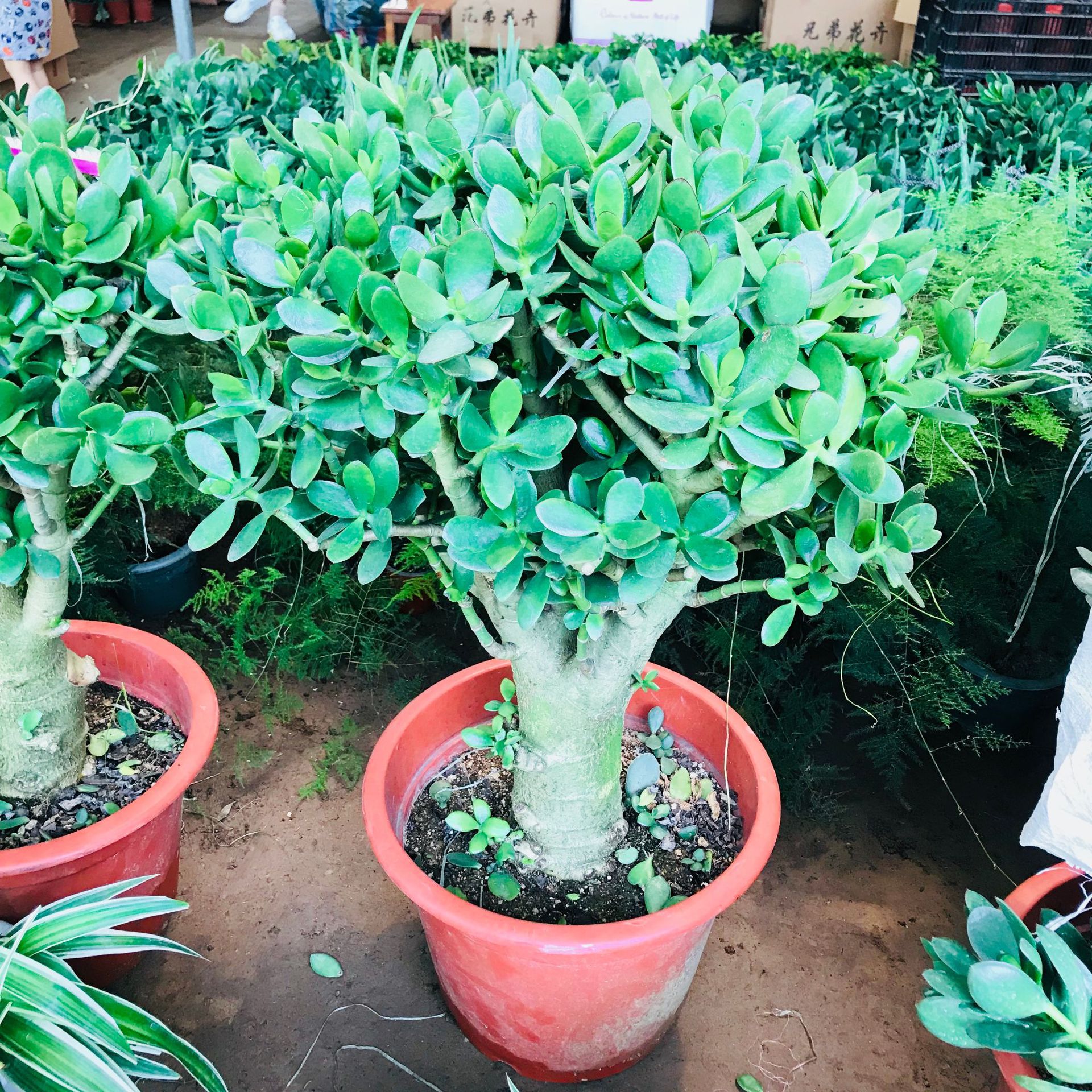 玉树盆栽室内客厅绿植花卉 多肉老桩植物 净化空气防辐射植物盆栽