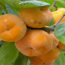 基地出售柿子树苗日本甜柿火晶柿子苗大果无核甜柿子苗批发价格