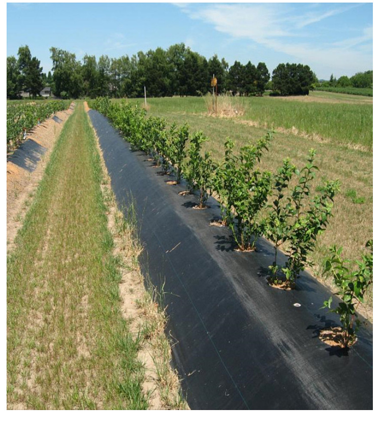 100g防草布透水透气除草布防草布蔬菜药材大棚除草保湿编织布