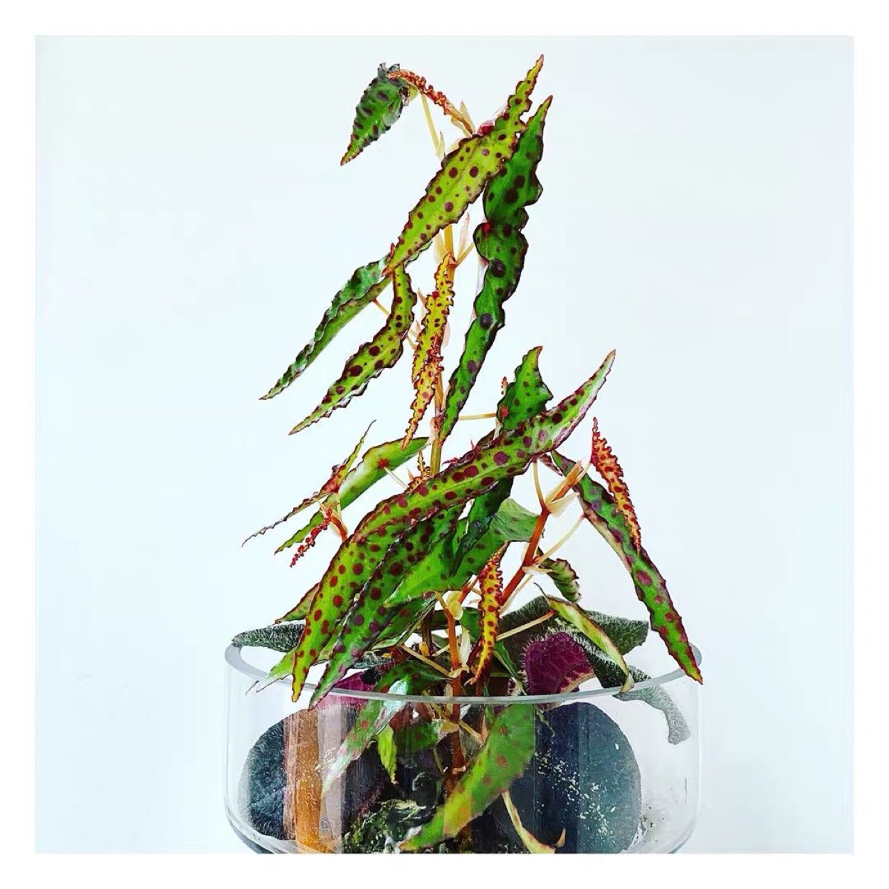 秋刀鱼秋海棠 begonia amphioxus  室内观叶植物盆栽绿植花卉