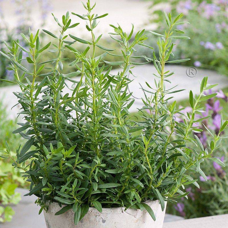 批发神香草种子 香草花卉植物种子 牛膝草柳薄荷盆栽阳台易种四季