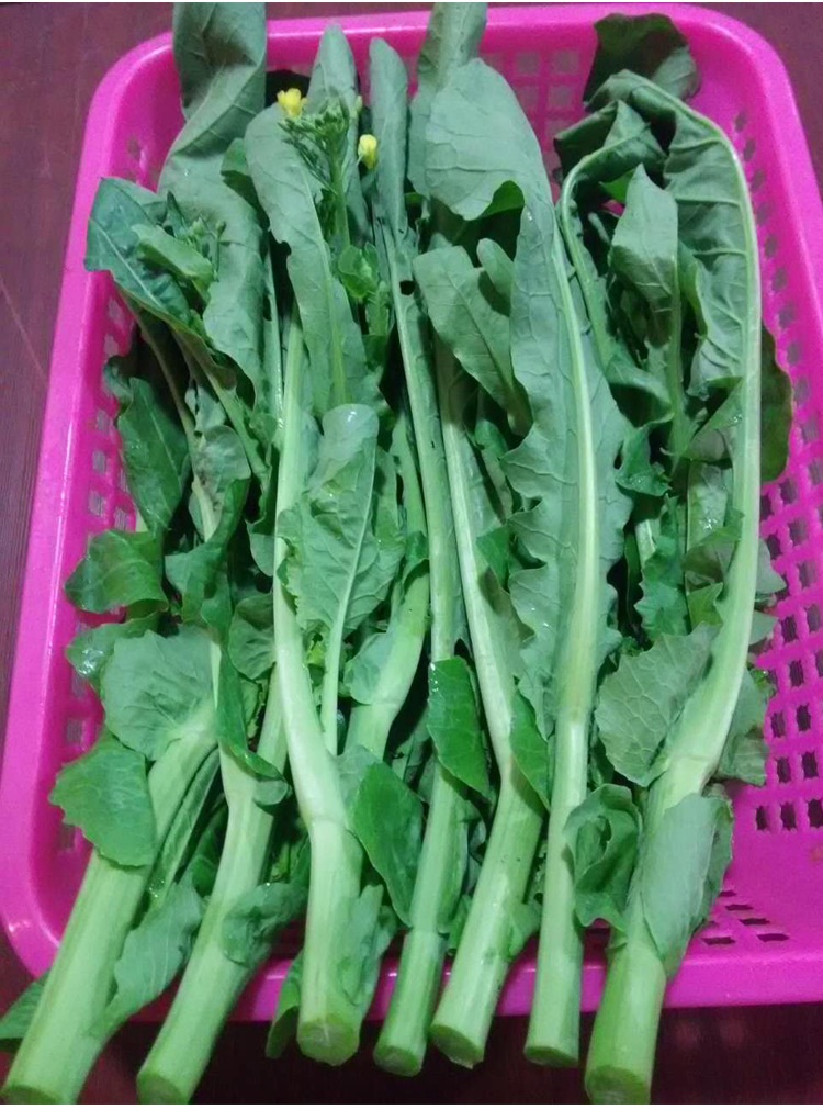 油菜苔种子籽青菜籽种春秋冬季早熟菜苔种油菜薹种籽菜台蔬菜种孑