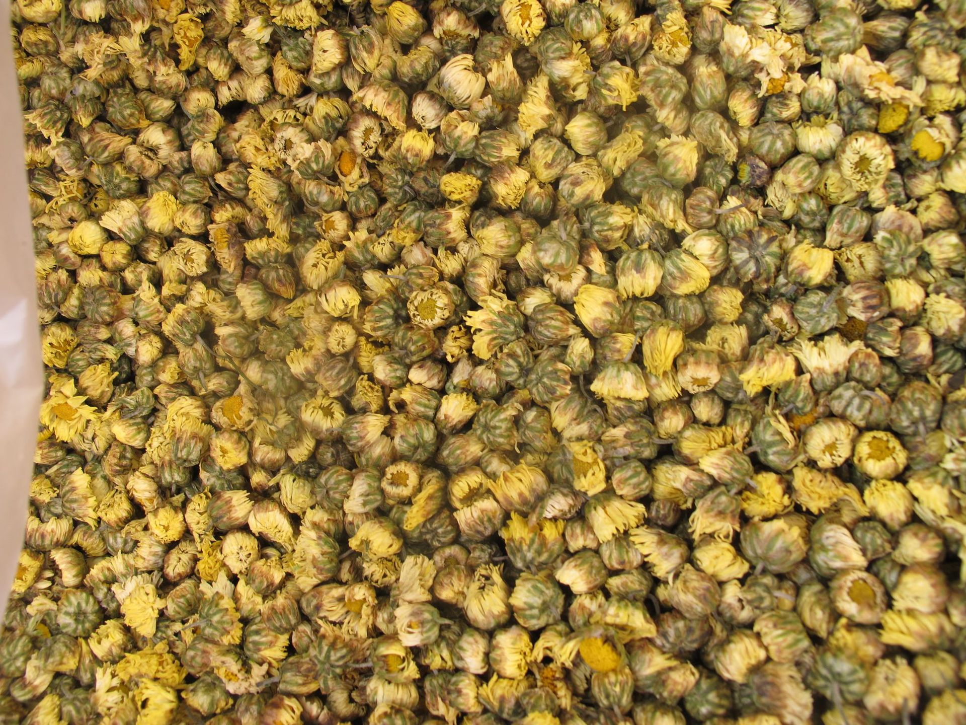 批发苏胎菊干胎菊茶 浙胎菊精选罐装胎菊花茶袋泡茶花茶源头厂家