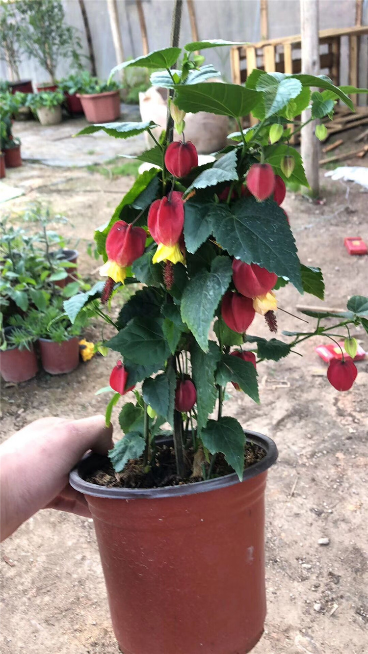 盆栽三四十和一米二高 庭院窗台灯笼花 绿化攀爬花卉 大红色