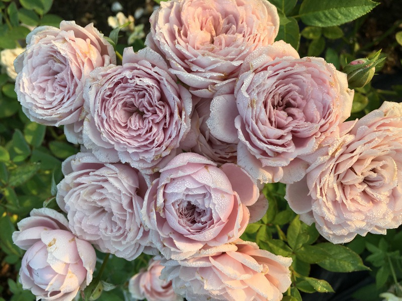 硕景【罗丝琳/罗斯利娜】多头灰粉月季 大花抗病四季勤花绿植花卉