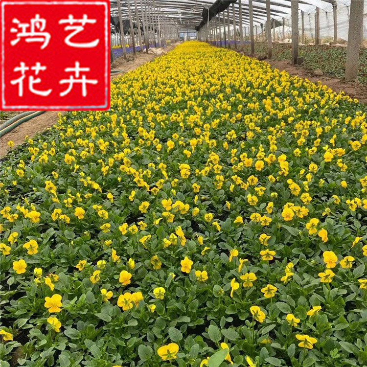 四季草花 多色批发角堇 山东三色堇草花基地 耐寒时令草花角瑾