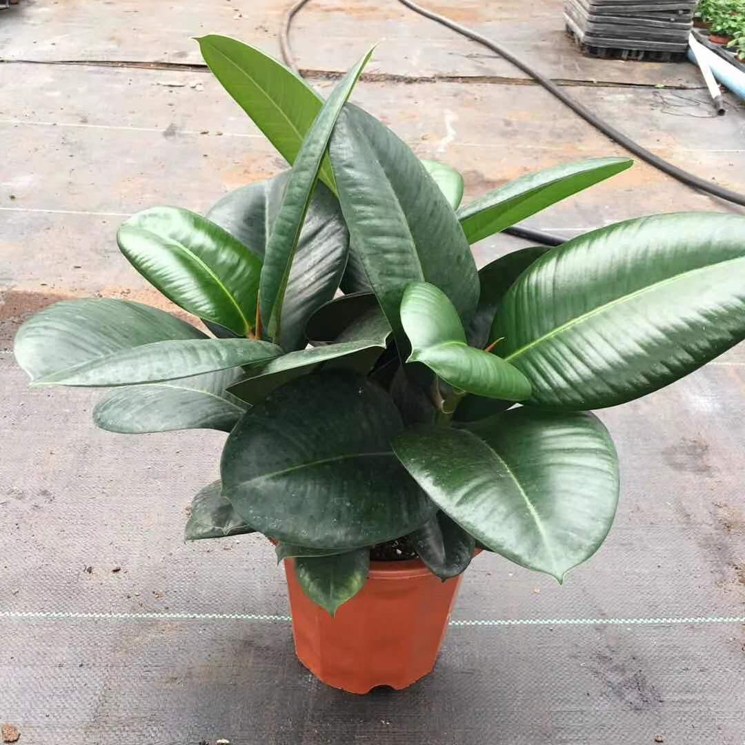 基地直供 花卉植物盆栽 居家绿植花卉 净化空气盆栽 230#绿金刚